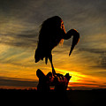 Heron at Sunset